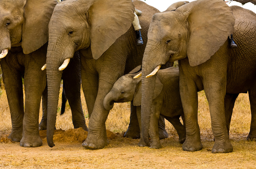 Somalia joins Africa-led initiative to protect elephants